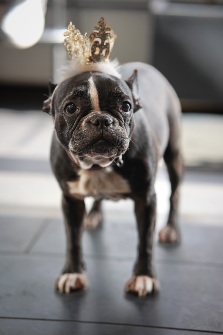 Der Bürohund von Autohaus Diezmann